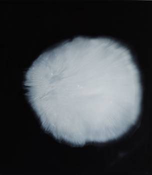 DAMMAR  2016, Dammar auf Plexi, 40 x 35 cm